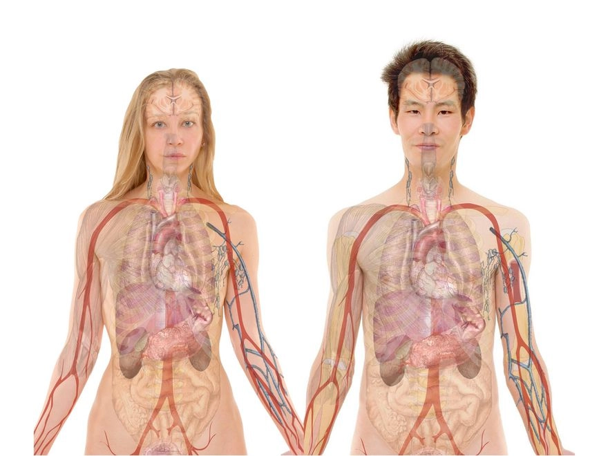 Bobrek Nakli Ameliyati Ameliyat Com